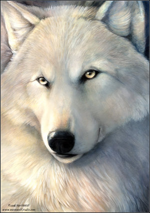 White_Gold_by_northwolf.jpg